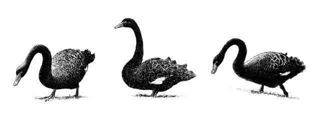 Sketches of three black swans walking in grass, realistic hand drawn illustration isolated on white © asmakar
