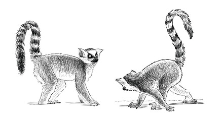 Sketches of two funny playful lemurs monkeys with striped long tails, realistic hand drawn illustration isolated on white © asmakar