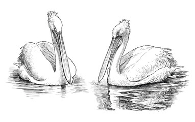 Sketches of two white pelicans floating in water, realistic hand drawn illustration isolated on white