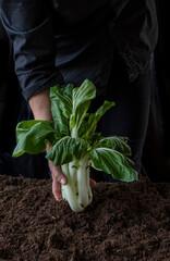 Paksoi Boy Choy salad hand black background hold ground greenhouse vegetable