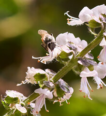 bee on flowers