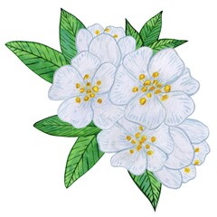 Tea flowers with white blooms and vibrant green leaves watercolor illustration. Composition of buds, foliage, and greenery. Spring and summer botanical drawing, isolated on a white