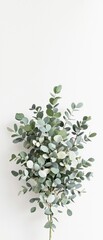 Beautiful eucalyptus round foliage arrangement, spring, delicate