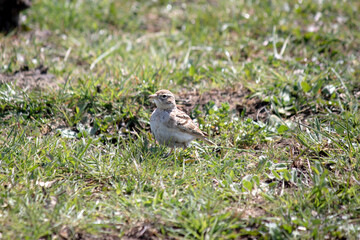 Greater Short-toed Lark (Calandrella brachydactyla) resting during migration. Bird, animal idea concept. Ornithology. 