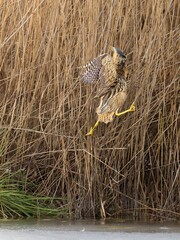 Rohrdommel nach Bruchlandung