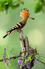 Eurasian hoopoe bird in early morning light ( Upupa epops ) © Piotr Krzeslak