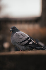 Common pigeon standing on a wall