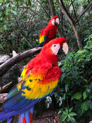Jungle parrots