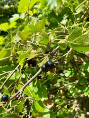 green currant on the bush. Green berries on black currants.