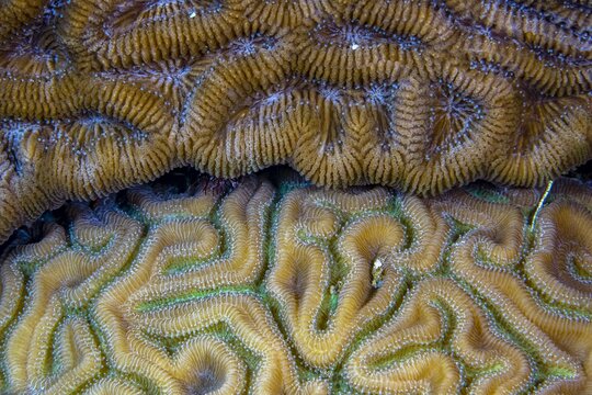 Two different species osf brain coral fighting for space