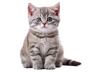 british cat isolated on white