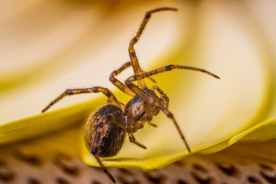 Spirer macro