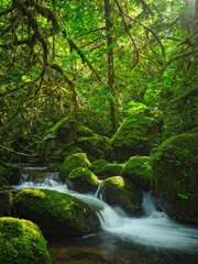 Fototapeta premium A peaceful forest stream flows through moss-covered rocks, surrounded by dense foliage. Soft sunlight filters through, creating a serene natural setting. Generative AI
