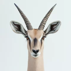  antelope  © Wild