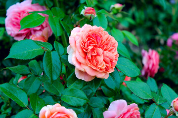 pink roses in garden, Rosa Chippendale, Music Hall, Duchess of Cornwall