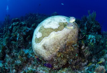 Foureye Butterflyfish eating a sick coral