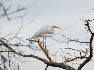 great white egret perched in a tree with no leaves
