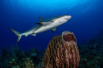 Caribbean Reef Shark swimming over a barrel sponge on a reef