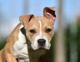 a puppy american bully dog in the field