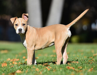 american bully dog puppy in the field