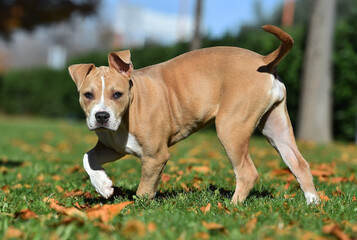 a puppy american bully dog in the field