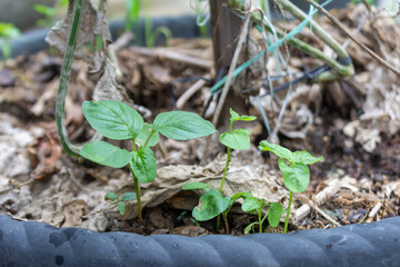 Fresh Green Spinach Leaf Texture Growing in Garden Pot