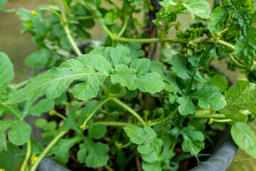 Natural and Detailed Close-Up of Wavy Green Leaf Texture in Potted Garden