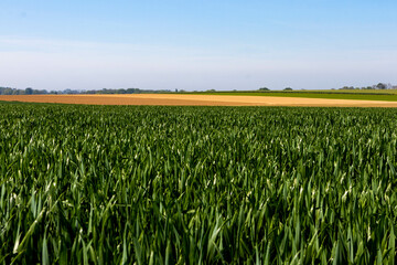 Champ dans la campagne française