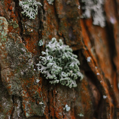 moss on the tree