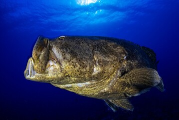 Goliath Grouper yawning