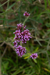 lilac autumn flower on green grass background