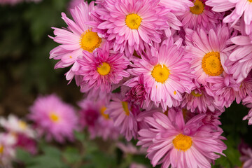 Beautiful lilac Chrysanthemums flowers blooming in garden