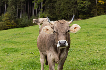 A cow stands on a lush green pasture surrounded by a dense forest, capturing the tranquility of rural life. The autumn foliage adds warmth, while the cloudy sky creates soft, natural light. This scene