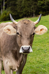 close-up of a cow on a green pasture with a forest in the background, a feeling of calm and naturalness of the countryside. free space, high quality photo