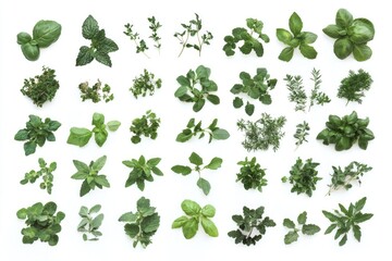 Vibrant Arrangement of Fresh Herbs on White Surface. A Top View Composition for Culinary Inspiration