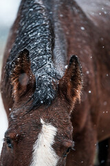 horse cold weather snow winter wet pretty pony 
