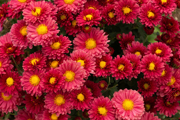 Beautiful pink Chrysanthemums flowers blooming in garden