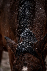 horse cold weather snow winter wet pretty pony 