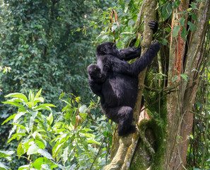 Baby gorilla catching a ride