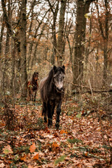 Cute little pony living in nature area 
