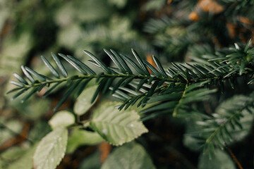 fir tree branch