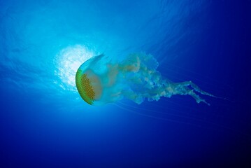 Jellyfish in water