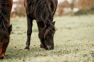 Cute little pony living in nature area 