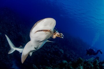 Caribbean Reef Shark eating a Lionfish