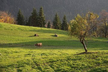 Fototapeta premium Cows grazing in green pasture at the foot of a forest
