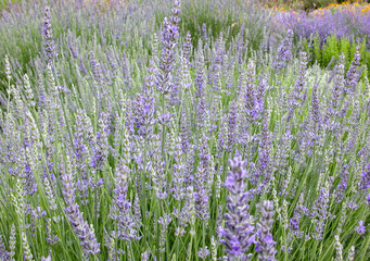 Naklejka premium Lavender flowers blooming in a field creating a relaxing atmosphere
