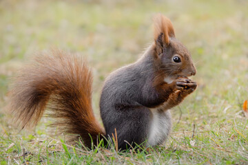 Fressendes Eichhörnchen auf der Wiese