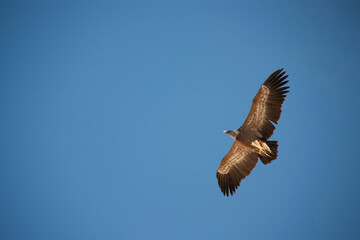 seagull flying in the sky