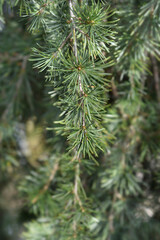 Weeping deodar cedar branch