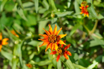 Old Mexico zinnia flowers